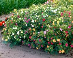 Image result for Mirabilis jalapa