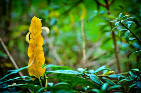 Image result for Justicia aurea