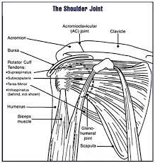 Please click on the diagram(s) to view larger version. Shoulder Joint Radiology Case Radiopaedia Org
