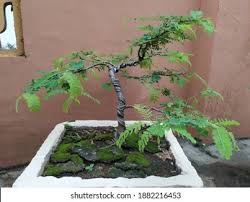 Tamarind Bonsai Images Stock Photos Vectors Shutterstock