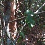 Image result for Schlechterina mitostemmatoides