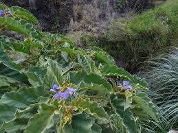 Image result for Solanum cyaneopurpureum