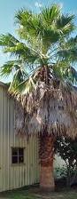 Image result for Washingtonia robusta
