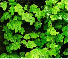 Image result for Ficus persicifolia