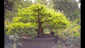 How often you water depends on several factors such as size and species of the. Bonsai Tree Videos In Telugu Bonsai Tree