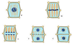 Maybe you would like to learn more about one of these? Mitosis A Cells Division My Storybook