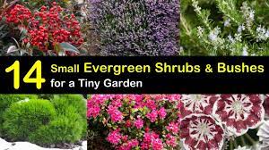 There are numerous flowering evergreen shrub varieties too. 14 Small Evergreen Shrubs Bushes For A Tiny Garden