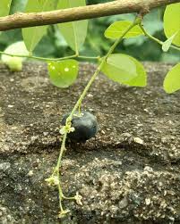 Image result for Phyllanthus reticulatus