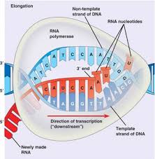 Protein Production A Simple Summary Of Transcription And Translation Transcription And Translation Protein Synthesis Transcription