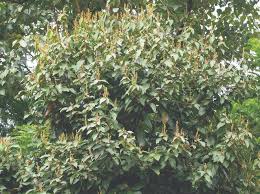 Image result for Mallotus