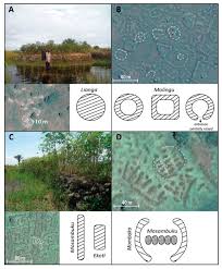 Image result for Phacelurus gabonensis