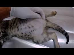 Kedi De Fitik Youtube