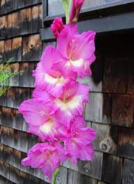 Growing Gladioli Gladiolus Flower Gladiolus Flower Bulbs Garden