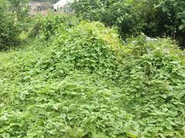 Image result for Grewia micrantha