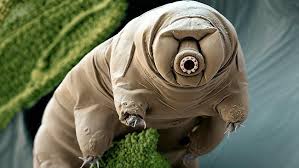 Shapeways Blog How I Made A 3d Printed Tardigrade Water Bear Tardigrade Rare Animals Bizarre Animals