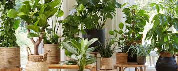 Il substrato deve essere leggero e ben drenato per evitare dannosi ristagni d'acqua; Piante Da Interno Alte L Attrazione Di Qualsiasi Ambiente Bakker Com