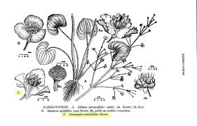 Image result for Limnophyton obtusifolium