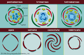 In the second whorl both a and b genes are expressed, leading to the formation of petals. Angiosperm Reproductive Structures Britannica
