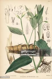 Image result for Maranta arundinacea
