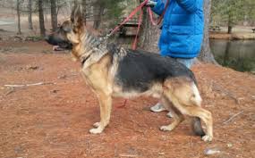Hours may change under current circumstances German Shepherd Puppies For Sale New England