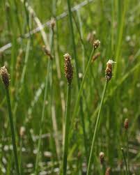 Image result for Eleocharis minuta