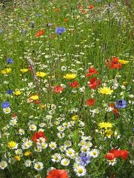 Summer Wild Flowers In 2020 Wild Flower Meadow Wildflower Garden Wild Flowers