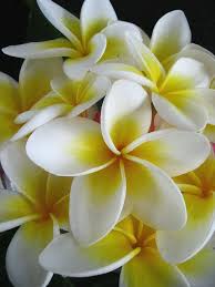 Pin On Balinese Bliss