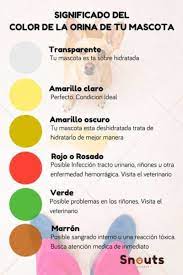 Que Significa El Color De La Orina De Tu Mascota Snouts