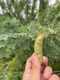 Image result for Acacia stuhlmannii