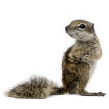 Since 1962 o'connor pest control has been working to keep you and your family safe. Atascadero Best Pest Control O Connor Pest San Luis Obispo