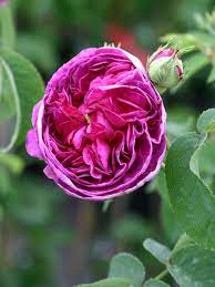 Ask for pricing if you're looking for a larger pot. Historische Rose Charles De Mills Beste Sorten Rosen Wissen