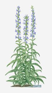 Plants with purple leaves are a boon in summer when their dramatically dark foliage works hard to provide a striking contrast with bright flowers. Illustration Of Lobelia Siphilitica Great Blue Lobelia Bearing Spikes Of Purple Flowers On Tall Stems With Green Leaves Below By Valerie Price