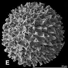 Image result for Pteronia acuminata