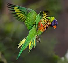 Australian Birds In Flight Images Rainbow Lorikeet Australian Parrots Australian Animals Parrot