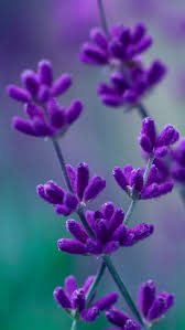 , tasty purple flower wallpaper flowers wallpapers hd wallpaper 1024×768. 50 Purple Flower Wallpaper For Iphone On Wallpapersafari