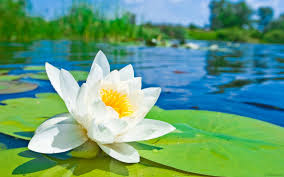 Image result for ?تصاویر متحرک گل سفید زیبا?‎