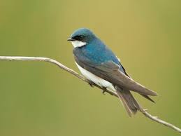 Maybe you would like to learn more about one of these? Tree Swallow Tachycineta Bicolor Birds Of The World