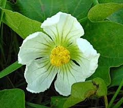 Image result for Lagenaria sphaerica