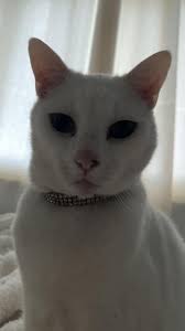 Lost cat Angel in Baltimore County Pikesville area