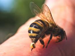 Most types of bees do have bee stingers and will sting if provoked. How Is An Infected Bee Sting Treated