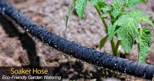 images?q=tbn:ANd9GcRO-batcHN_YwqlP9m5AL3FTN_yC9oiYrea5g&usqp=CAU