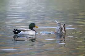 A hen of this breed typically produces a platypus style bill that is curvy, narrow, and has a distinct ridge in the middle. This Is How Ducks Have Sex And It S Pretty Incredible