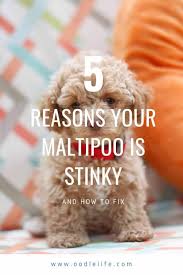 Maybe you would like to learn more about one of these? Maltipoo Puppies For Sale In Nc Craigslist