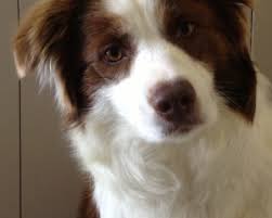 Border collie puppies for sale in oh; Border Collie Breeders In Vic Pawbase