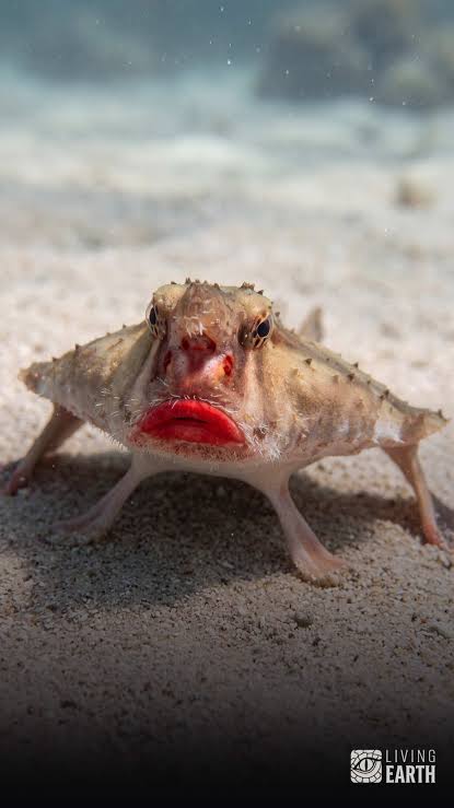 Red-Lipped Batfish: Walking Fish of the Galapagos