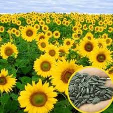 Bunga matahari adalah tanaman bunga semusim yang populer, baik sebagai tanaman hias pekarangan maupun tanaman penghasil minyak. Jual Produk Sejenis Benih Bunga Matahari Vanilla Ice Puput Nihayati