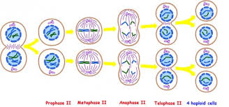 During meiosis ii, the two daughter cells are split further into 4 distinct haploid cells, each with a single set of 23 chromosomes. What Happens To The Number Of Dna Molecules And Chromosomes During Meiosis