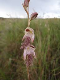 Image result for Disa welwitschii