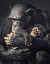 seltene tiere die vielleicht bald ausgestorben sind seltene tiere tiere und wilde tiere