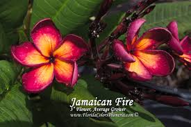 Pin On Plumeria